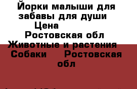 Йорки малыши для забавы для души › Цена ­ 10 000 - Ростовская обл. Животные и растения » Собаки   . Ростовская обл.